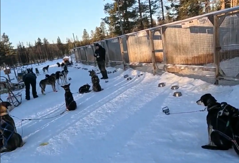 Stefano Mini e un altro uomo preparano cani da slitta in un campo innevato, con molti husky legati e ciotole sul terreno.
