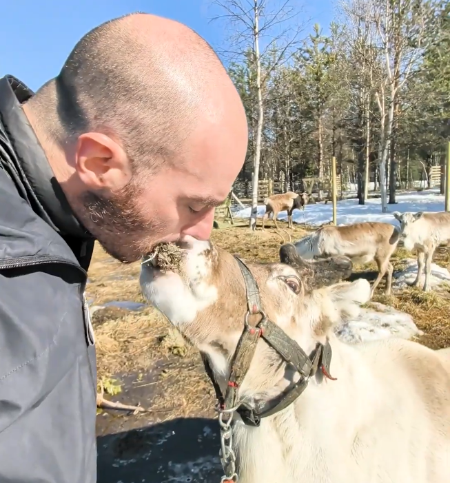 Stefano Mini bacia una renna con del muschio sul naso in un paesaggio invernale soleggiato con altri esemplari sullo sfondo.