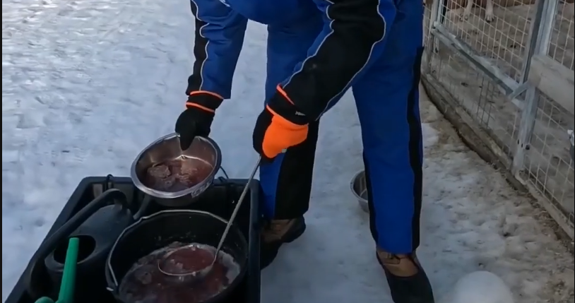 Stefano Mini prepara il pasto per gli animali, versando il cibo da una pentola grande a una ciotola in un ambiente innevato.