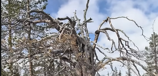 Albero antico e contorto con rami spogli e nodosi sotto un cielo nuvoloso, in un paesaggio boschivo.