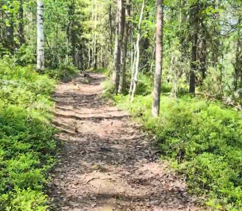Sentiero sterrato che si snoda attraverso una fitta foresta con alberi e sottobosco verde lussureggiante sotto la luce del so
