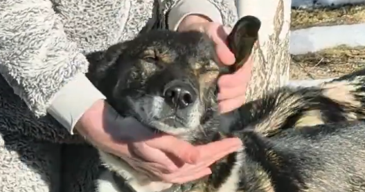 Cane da slitta accarezzato.