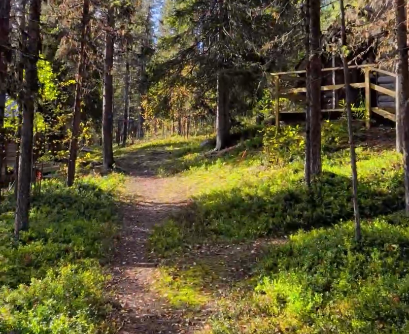 Sentiero nel bosco con alberi e vegetazione verde, illuminato dal sole. Si intravede una struttura in legno sullo sfondo.