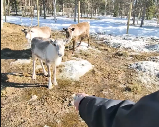 Un braccio umano offre cibo a tre renne in un recinto innevato e fangoso. Una renna bianca è in primo piano.