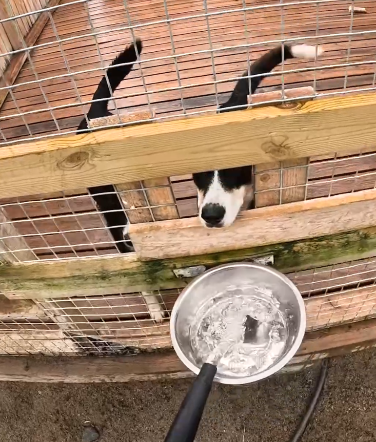 Cane bianco e nero in un recinto, con la testa che spunta e la coda visibile, mentre l'acqua viene versata nella sua ciotola.