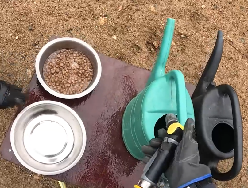 Mani guantate riempiono un annaffiatoio verde con un tubo, accanto a una ciotola di crocchette bagnate e una vuota su un tavo