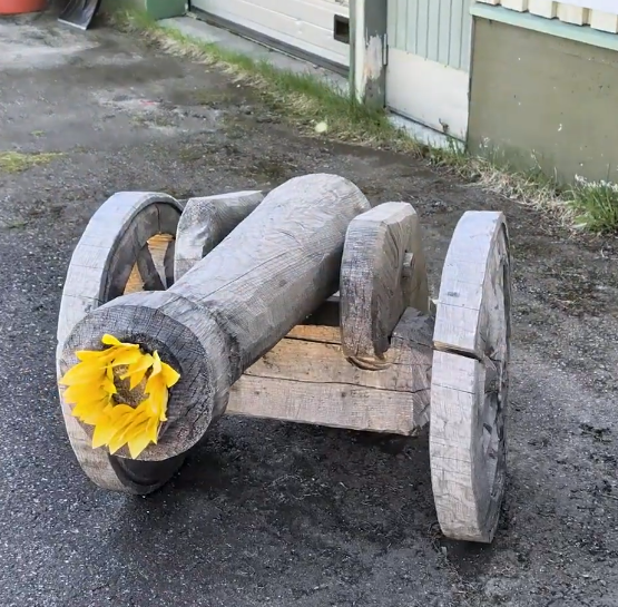 Cannone di legno decorativo con petali gialli nel cannone, posizionato all'aperto su una superficie scura.