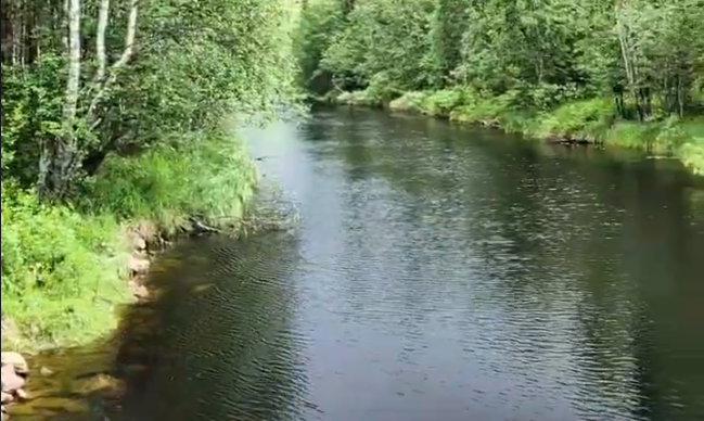 Fiume che scorre lentamente attraverso una foresta lussureggiante con alberi verdi e vegetazione rigogliosa sulle rive.