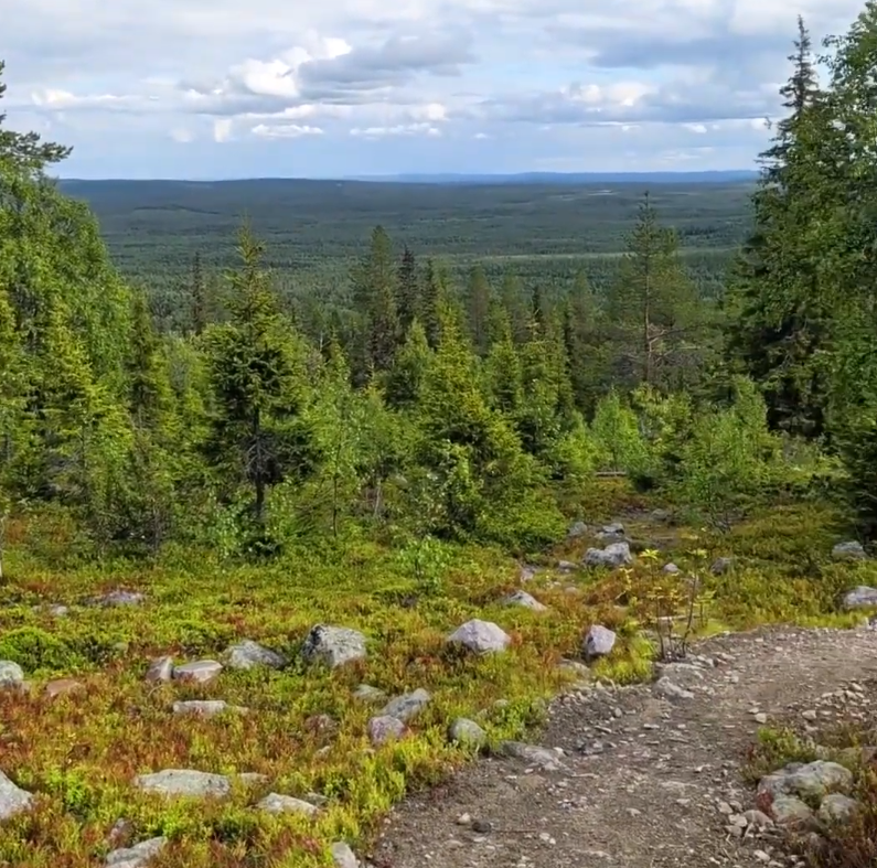 Vista panoramica su una vasta foresta con alberi verdi, vegetazione rocciosa e un sentiero sterrato in primo piano sotto un c