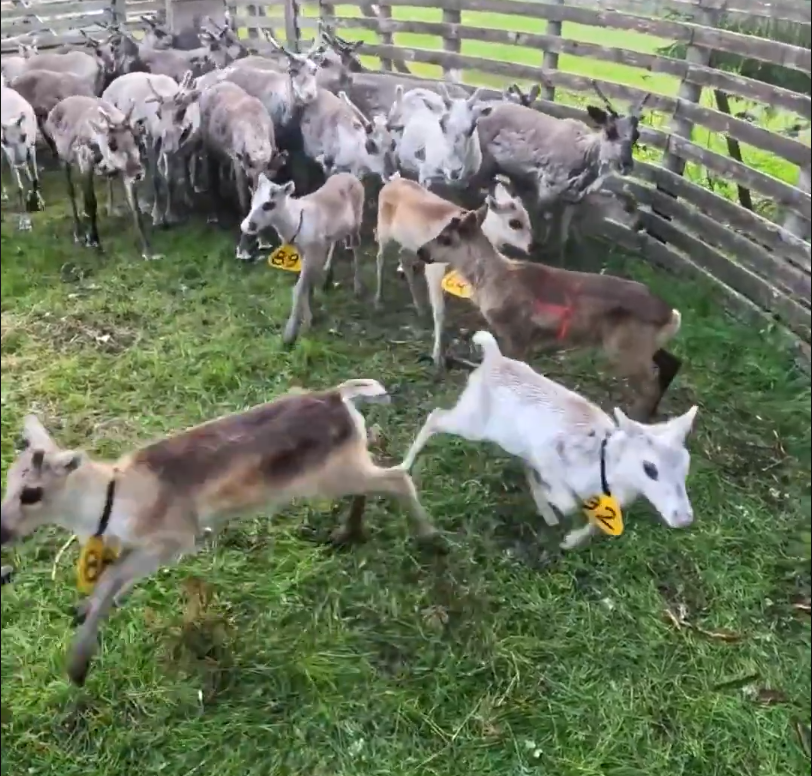 Numerose renne e cuccioli corrono in un recinto erboso. Molti animali hanno etichette gialle. Una staccionata di legno sullo