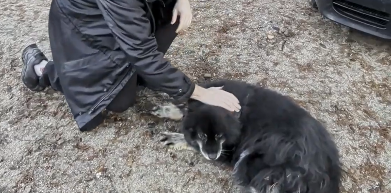 Stefano Mini accarezza un cane nero e peloso sdraiato a terra, con parte di un'auto visibile sullo sfondo.
