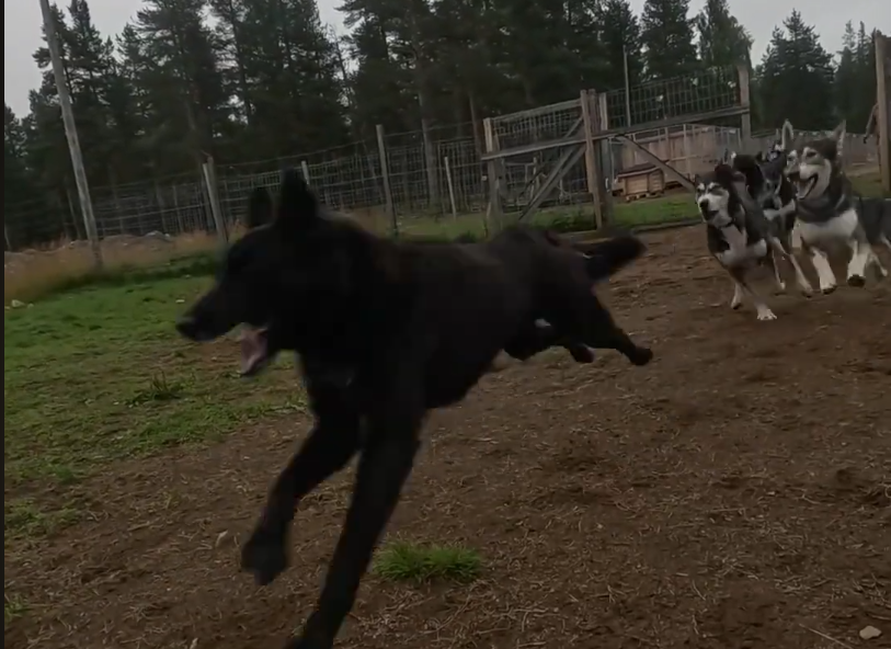 Un cane nero corre in primo piano mentre un gruppo di husky lo segue in un recinto esterno con alberi sullo sfondo.