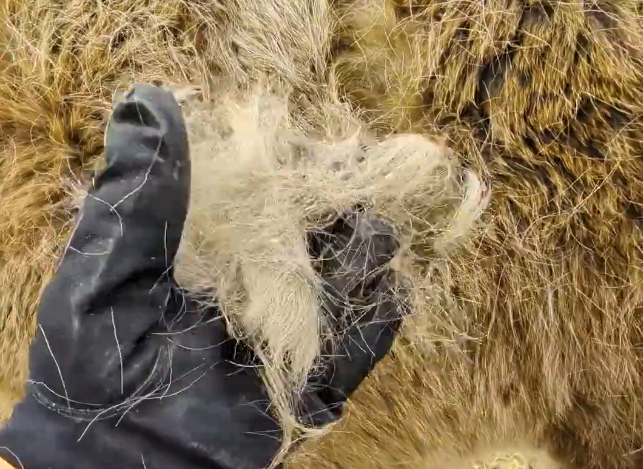 Pelo invernale di un cavallo finnhorse.