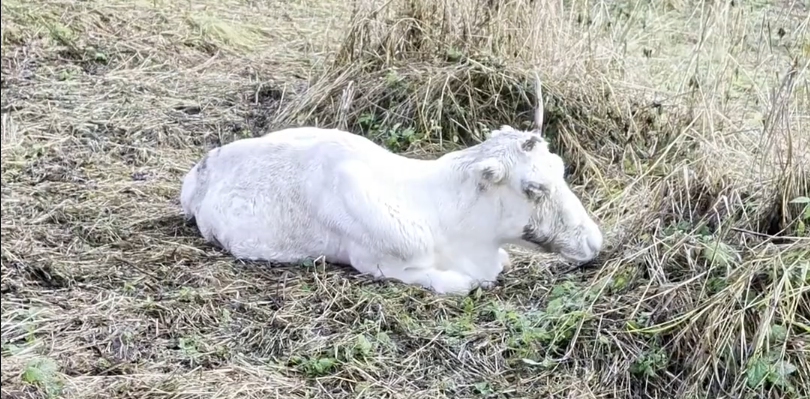 Vecchia renna bianca sdraiata sull'erba secca in un campo.