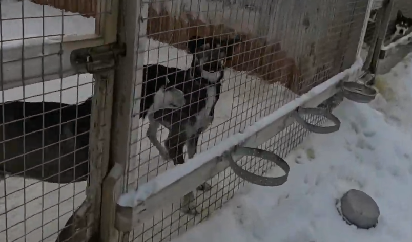 Cane husky bianco e nero dietro una recinzione in un canile innevato, con ciotole appese.