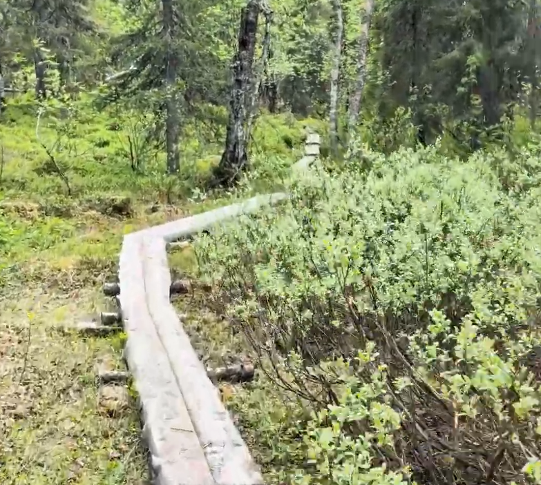 Passerella di legno serpeggiante attraverso un bosco verde e lussureggiante, con fitta vegetazione ai lati.