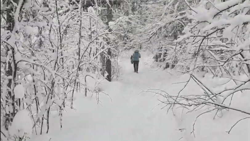 Persona cammina su un sentiero innevato in un bosco d'inverno, con alberi e rami coperti di neve fresca.