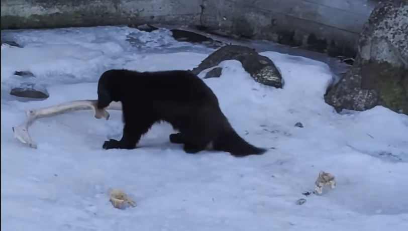 Un ghiottone scuro cammina sulla neve, portando un grande osso o corno in bocca. Frammenti di ossa sono sparsi intorno.