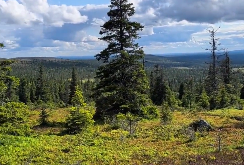 Vasta foresta di conifere a Totovaara.