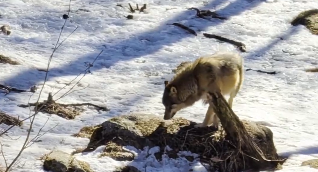 Lupo grigio in piedi su una roccia in un paesaggio innevato, con la testa china.