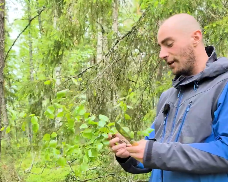 Stefano Mini in una foresta, taglia un ramo con foglie verdi usando un coltello.