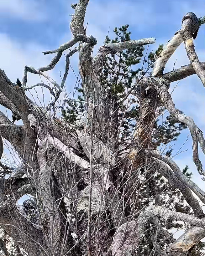 Rami contorti e nodosi di un vecchio albero spoglio contro un cielo azzurro, con aghi di pino verdi sullo sfondo.