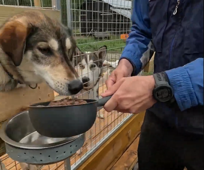 Stefano Mini dà da mangiare a un husky attraverso una griglia.