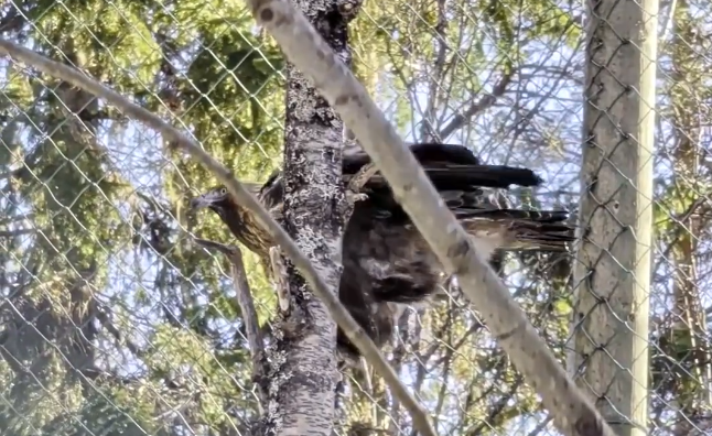 Un uccello rapace marrone e bianco appollaiato su un ramo d'albero all'interno di una recinzione a rete metallica.