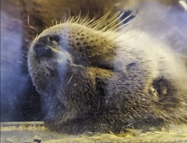 Primo piano di un cucciolo di roditore, probabilmente un castoro, con pelliccia ispida, sdraiato e addormentato.