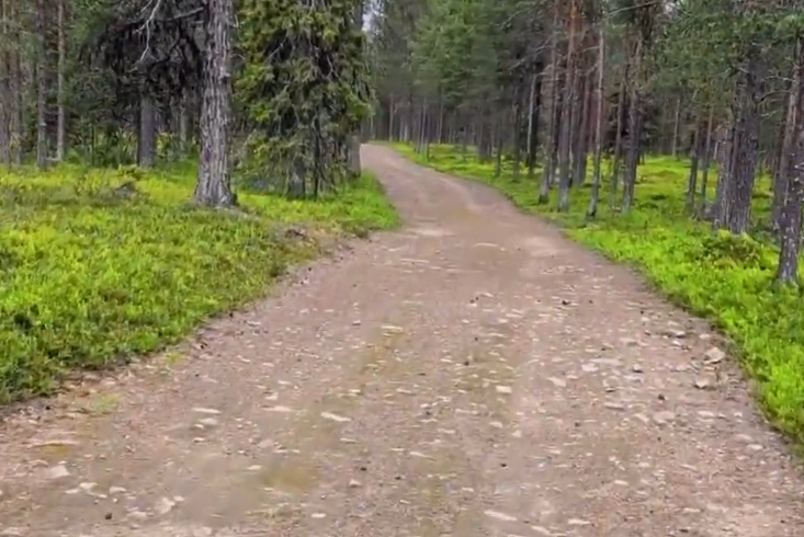 Sentiero sterrato che si snoda attraverso una fitta foresta di conifere con sottobosco verde e alberi alti su entrambi i lati