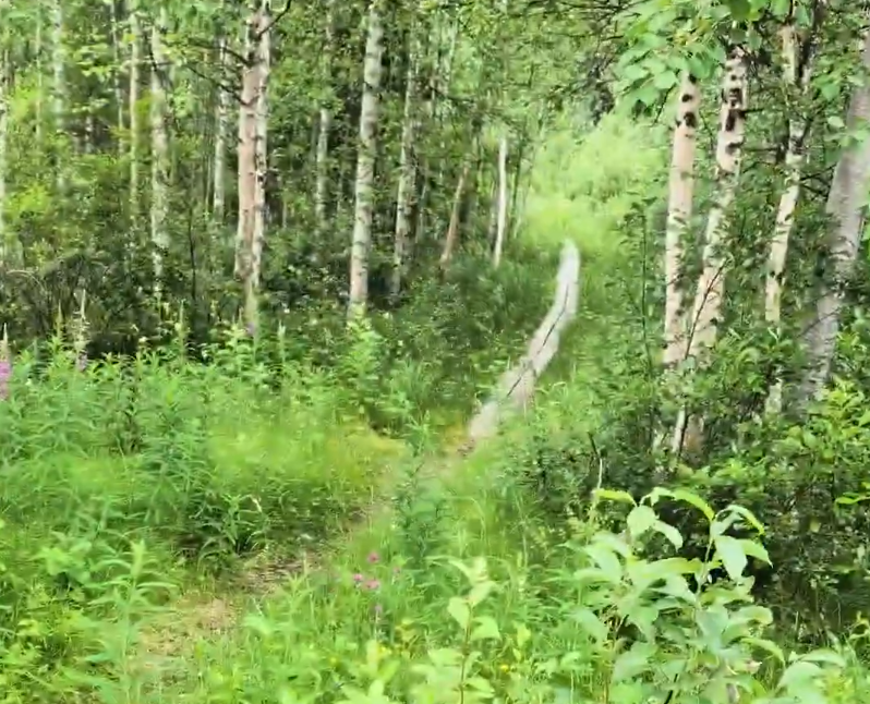 Sentiero stretto e tortuoso attraverso una fitta foresta verde con alberi dalla corteccia chiara e vegetazione lussureggiante