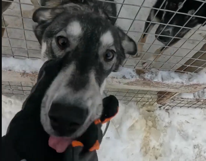 Primo piano di un husky grigio e bianco con la lingua fuori mentre viene accarezzato.
