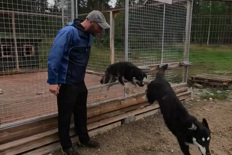 Stefano Mini osserva due cani neri e bianchi che saltano giocosamente vicino a un recinto in un canile all'aperto.