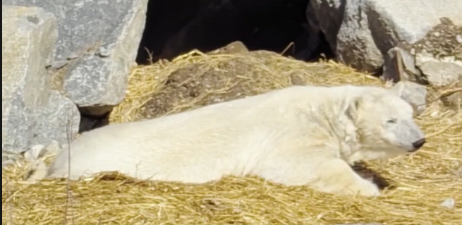 Orso polare sdraiato su paglia con rocce sullo sfondo, riposa tranquillamente sotto il sole.
