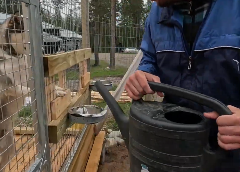 Stefano Mini versa acqua in una ciotola per un cane husky dietro una recinzione metallica.