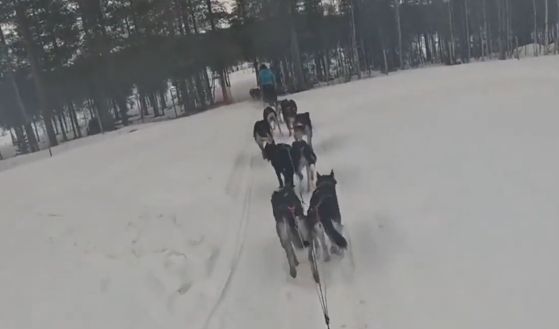 Stefano Mini guida una slitta trainata da una muta di cani husky su un sentiero innevato attraverso una foresta.