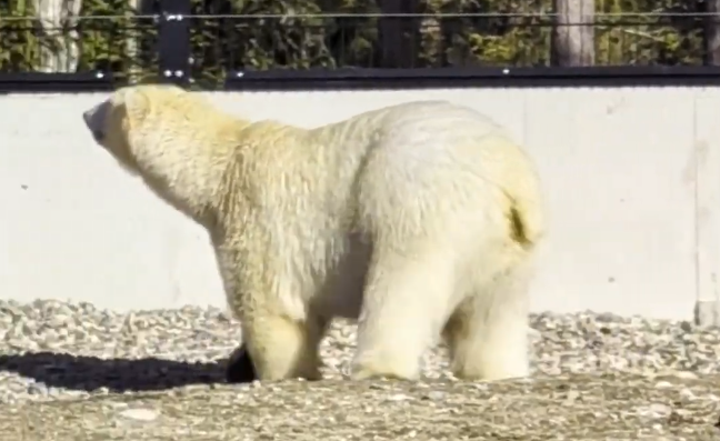Orso polare bianco di spalle su terreno ghiaioso, con muro bianco e alberi sullo sfondo in una giornata di sole.