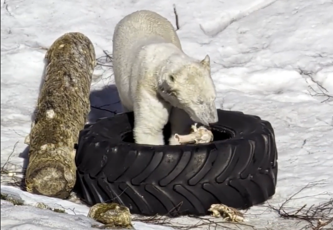 Orso polare bianco che cerca cibo in un grande pneumatico nero su un terreno innevato, con un tronco d'albero accanto.