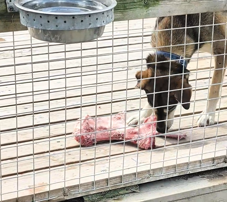 Un cane con collare blu mangia un grande osso di carne cruda su un pavimento di legno, visto attraverso una recinzione metall