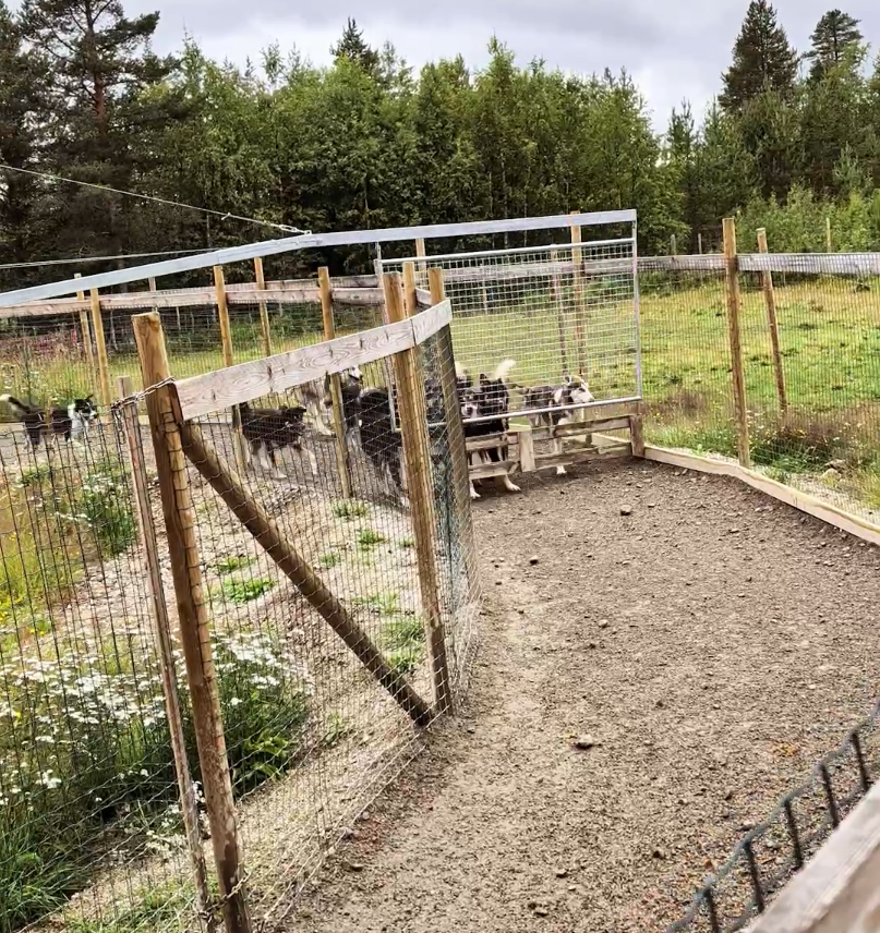 Diversi cani husky in un recinto esterno con una zona sterrata e alberi sullo sfondo, sotto un cielo nuvoloso.
