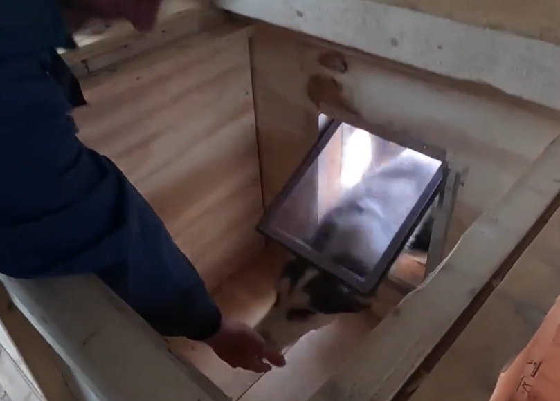 Stefano Mini interagisce con un gatto che entra o esce da una cuccia di legno attraverso uno sportello trasparente.