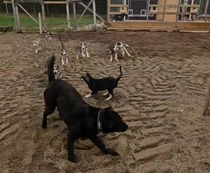 Un gruppo di cuccioli di husky e due cani neri giocano in un recinto sabbioso con recinzioni di legno.