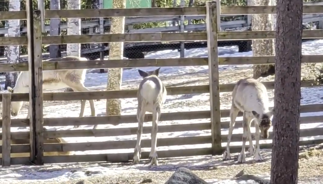 Tre renne in un recinto di legno con neve sul terreno e alberi sullo sfondo, una sta pascolando.