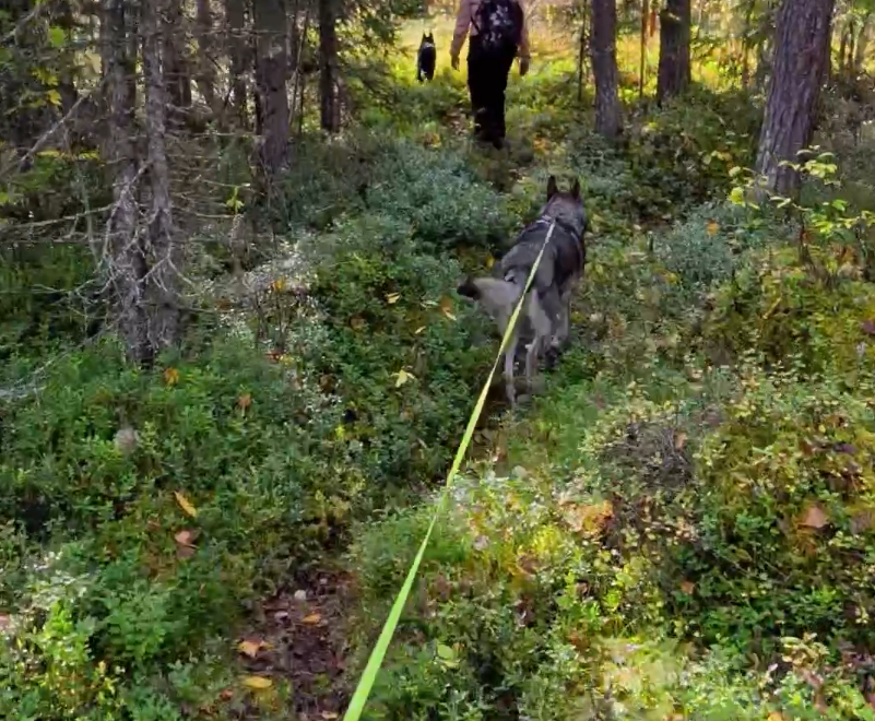 Camminare nel bosco insieme a due husky