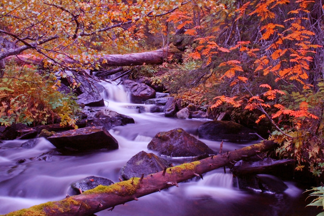 Ruscello autunnale con acqua viola che scorre tra rocce e tronchi caduti, circondato da alberi con foglie arancioni.