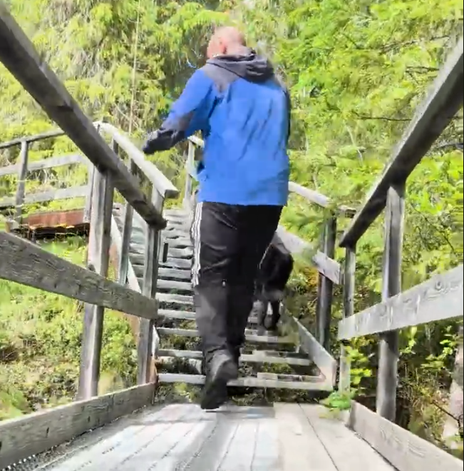 Stefano Mini e il suo cane salgono una scala di legno in un bosco verde.