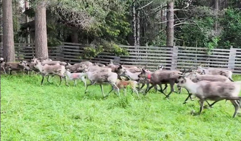 Una mandria di renne corre attraverso un prato verde con alberi e una recinzione di legno sullo sfondo.