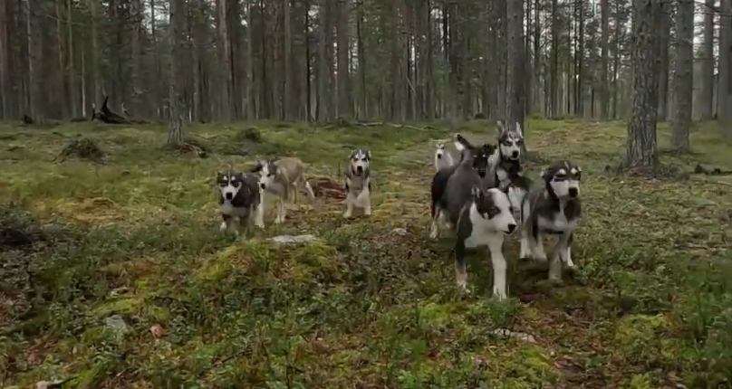 Un gruppo di cuccioli di husky corre giocosamente attraverso un bosco verde e muschioso con alberi alti.