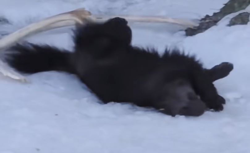 Un ghiottone che gioca sulla schiena nella neve.
