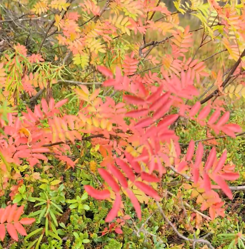 Foglie autunnali rosse e arancioni su un arbusto, con vegetazione verde in sottofondo. Colori vivaci della natura in autunno.